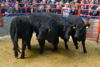 Champion pen of Galloway x Heifers from Firm of J Tullie Bowanhill-4